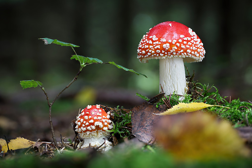 Two Amanita muscaria in forest with blurred background. Poisonous toadstool commonly known as fly agaric or fly amanita. Czech Republic, Europe.