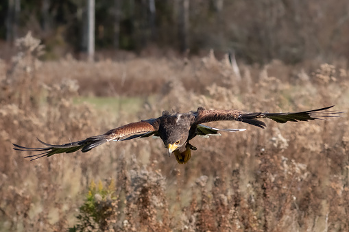 A Harris Hawk flying through the air.