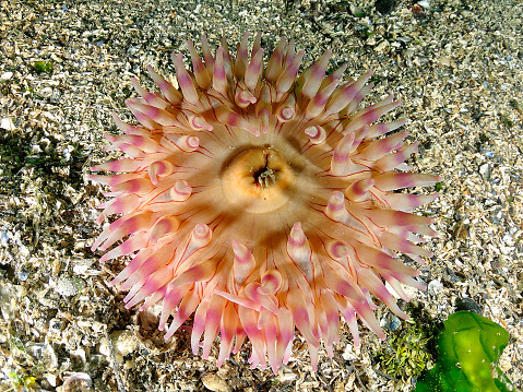 A shot of a sea anemone