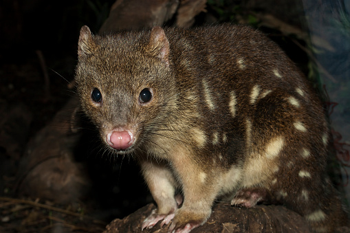 Close up of Spotted-tailed Quoll