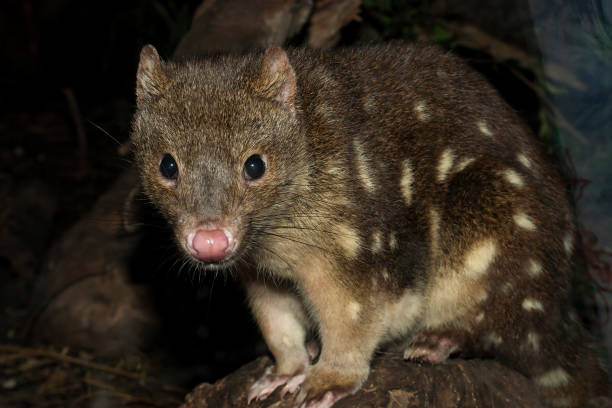 Spotted-tailed Quoll Close up of Spotted-tailed Quoll spotted quoll stock pictures, royalty-free photos & images