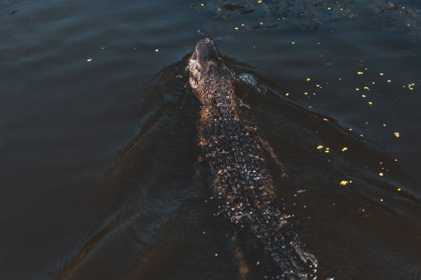 Wild young alligator swimming in the swamp in a Louisiana.