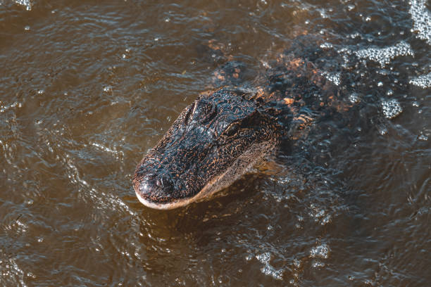 Close-up of head of large adult alligator resting in sun.