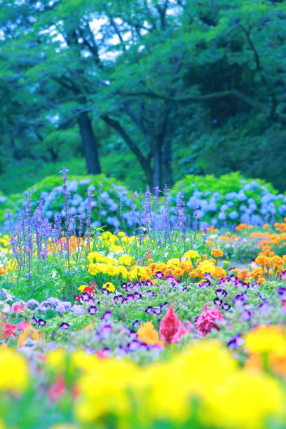 istock Beautiful hydrangeas and youth blooming in the park 1286054910