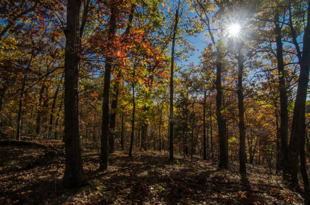 istock Babler State Park - Sunlight in Autumn Forest 1286055024