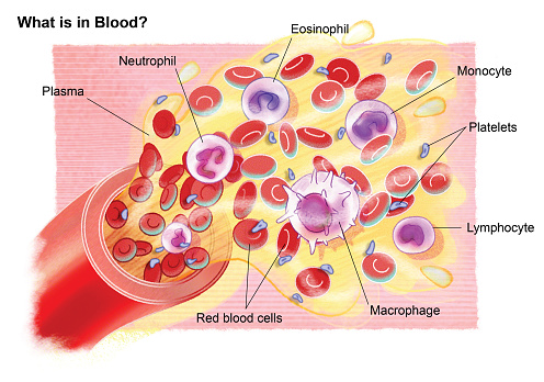 Components of blood.