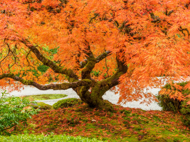 Japanese Maple Fall Colors Japanese Garden Portland Oregon An autumn day looking at a colorful Japanese Maple Tree at the Portland Japanese Garden. This is located in the Pacific Northwest in in Portland, Oregon. portland japanese garden stock pictures, royalty-free photos & images