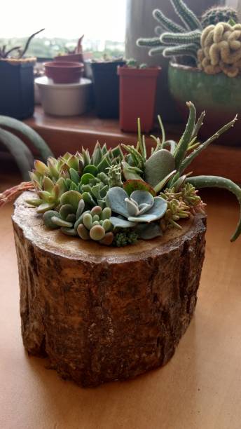 istock Succulent terrarium potted in wooden stump 1286060730