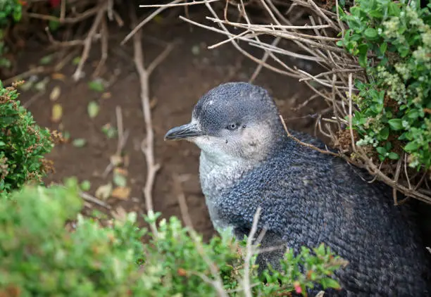 Photo of Little blue penguin