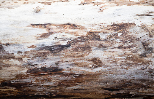 Full Frame image of a section of Log Stripped of Bark Close up