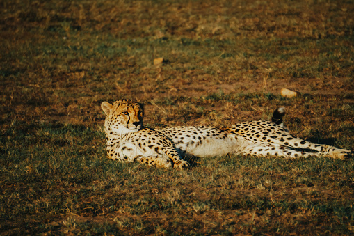 A cheetah wakes on the grasslands of the Maasai Mara.