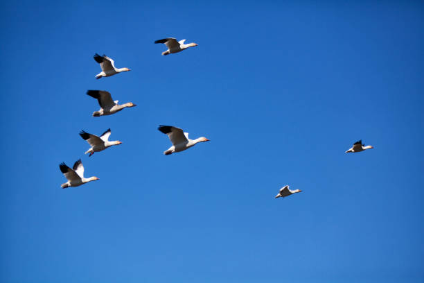 istock Snow Geese in flight, Vancouver, Canada 1286066362