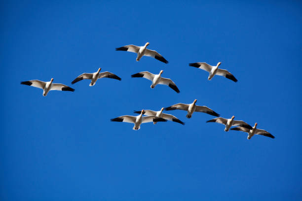 istock Snow Geese in flight, Vancouver, Canada 1286066684