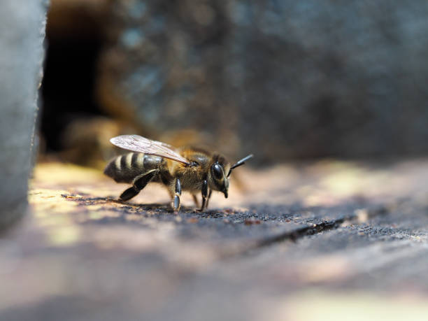istock bees in the hive gather in a pile 1286072591