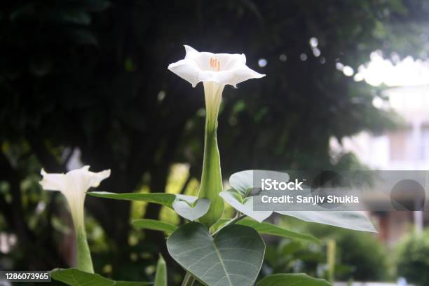 Thornapple Flower Rising Like A Trumpet From The Plant Stock Photo - Download Image Now