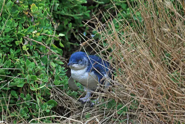Photo of Little blue penguin in grass