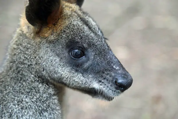 Photo of Wallaby face