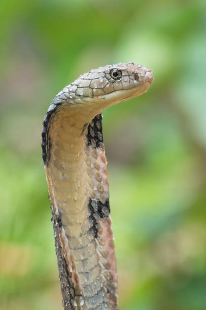 istock The faces of king cobra 1286074890