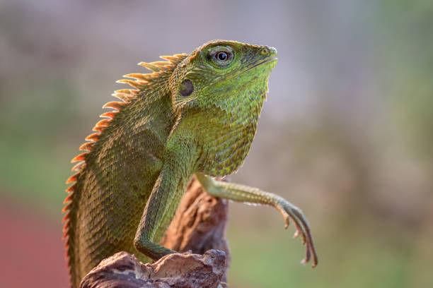 istock Bronchocela jubata (Bunglon surai) is enjoying the sunshine 1286074901