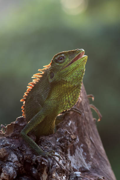 istock Bronchocela jubata (Bunglon surai) is enjoying the sunshine 1286074917