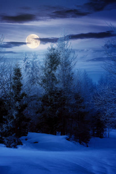 istock spruce forest on a snow covered hill at night 1286075608