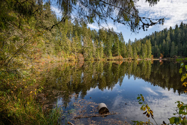 istock Panoramic shot of a lake surrounded by greenery in Glaswaldsee, Black Forest, Germany 1286077300
