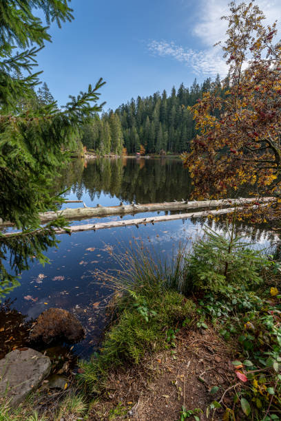 istock Panoramic shot of a lake surrounded by greenery in Glaswaldsee, Black Forest, Germany 1286077446