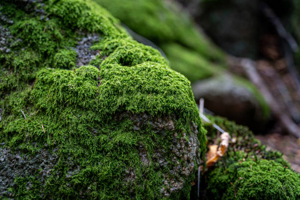 istock Landscape scenery near Gertelbach Waterfall, Buehler Valley, Black Forest, Germany 1286079398