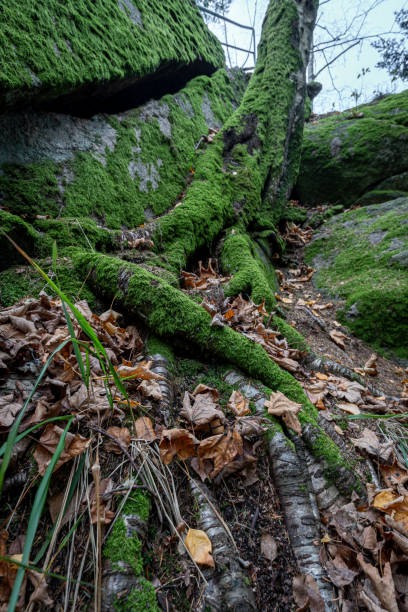 istock Landscape scenery near Gertelbach Waterfall, Buehler Valley, Black Forest, Germany 1286080849