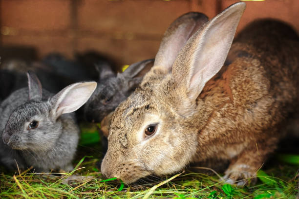 istock A small grey rabbit next to my mother. Touching animal relationships. 1286082032