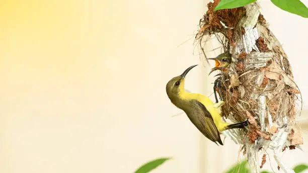 Sunbird and baby bird in a nest at Thailand. Olive-backed sunbird, Yellow-bellied sunbird, Cinnyris jugularis, Nectariniidae,