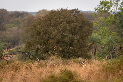 Wild royal bengal tiger hunting ground. An apex preadator in search of prey in scenic landscape of ranthambore national park or tiger reserve sawai madhopur rajasthan india - panthera tigris tigris