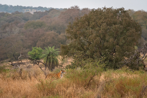 Wild royal bengal tiger hunting ground. An apex preadator in search of prey in scenic landscape of ranthambore national park or tiger reserve sawai madhopur rajasthan india - panthera tigris tigris