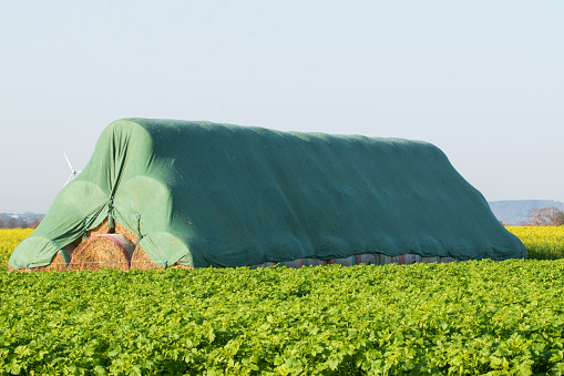 A pile of straw bales protected with a green tarpaulin.