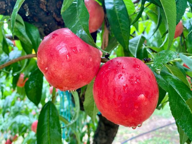 istock The Delicious Peaches in the Suburbs, Beijing 1286084664