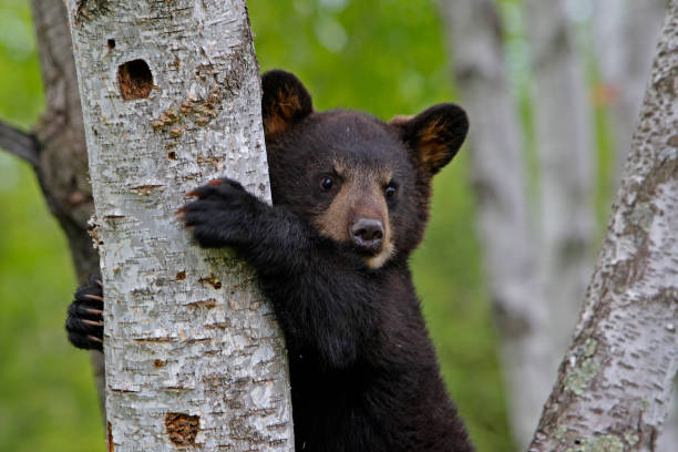 American Black Bear American Black Bear in Minnesota black bear cub stock pictures, royalty-free photos & images