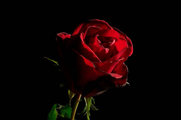 istock Close up of red rose bud isolated on black background 1286086050