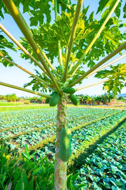 Photo of Unripe green papaya hanging from a papaya tree. Papaya tree and bunch of fruits