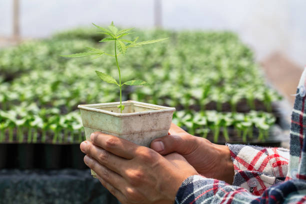 Farmers holding hemp seedlings in greenhouses, Medical marijuana cultivation concept. Farmers holding hemp seedlings in greenhouses, Medical marijuana cultivation concept. healthy marijuana cannabis plant growing in a garden stock pictures, royalty-free photos & images