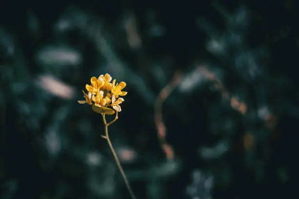 Close-up of an isolated bunch of small yellow flowers on a dark unfocused background