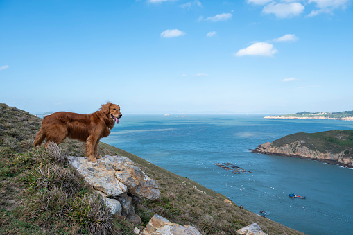 Golden Retriever on the cliff of the island