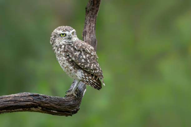 istock Cute Burrowing owl (Athene cunicularia) sitting on a branch. 1286088209