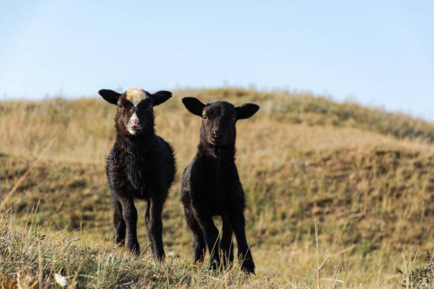 nette kleine schwarze schafe stehen auf einer grünen wiese. lustige gesichter schauen in die kamera. porträt von haustieren. - 5412 stock-fotos und bilder