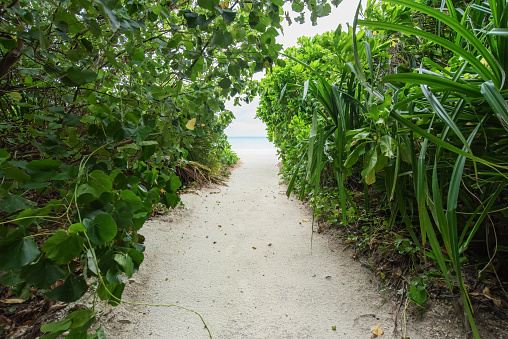 Tropical island pathway into the beach