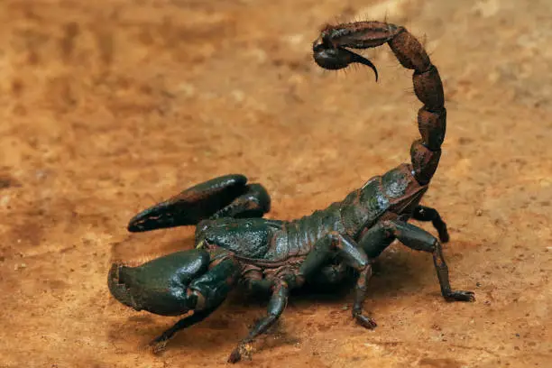 Gaint Forest scorpion, Heterometrus indus, Ganeshgudi, Karnataka, India