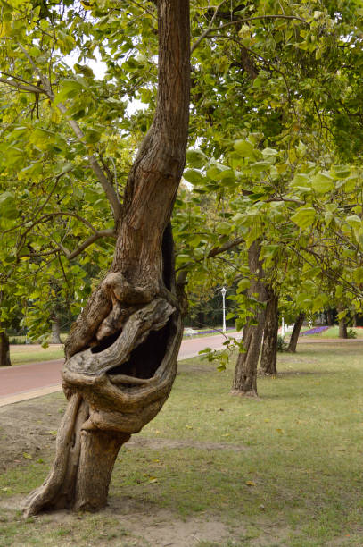 Palic lake, Subotica town, Vojvodina