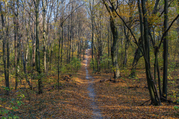 istock Autumn forest on a sunny day. Forest path covered with yellow, gold, dry leaves. 1286090767