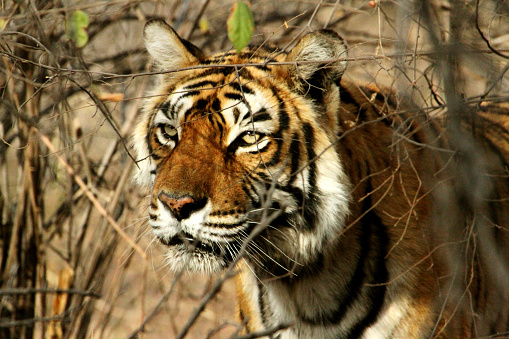 Tigresa legendaria Machli de cerca, RanthamboreTiger Reserve, Rajasthan, India photo