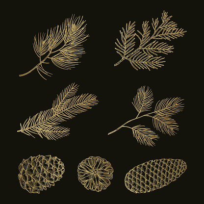 Gold fir branches and cones doodle vector set. Illustration pine cone and tree christmas twig