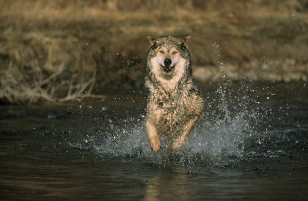 4,900+ Water Wolf Stock Photos, Pictures & Royalty-Free Images - iStock
